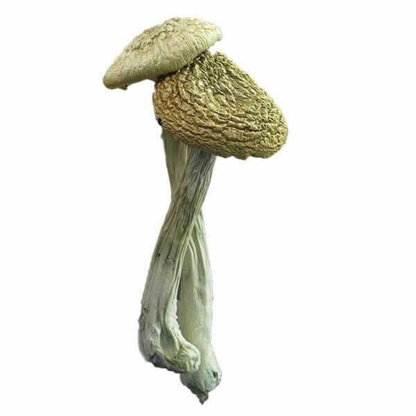 buy-psilocybe-azurescens-mushrooms-online-1.jpg