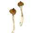 Dancing Tiger Magic Mushrooms