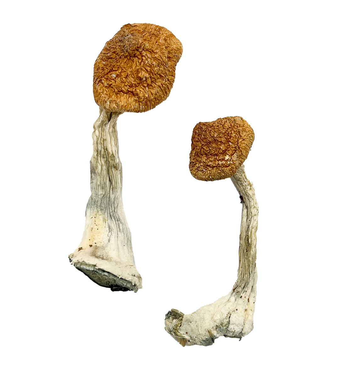 ghelga-magic-mushrooms.jpg