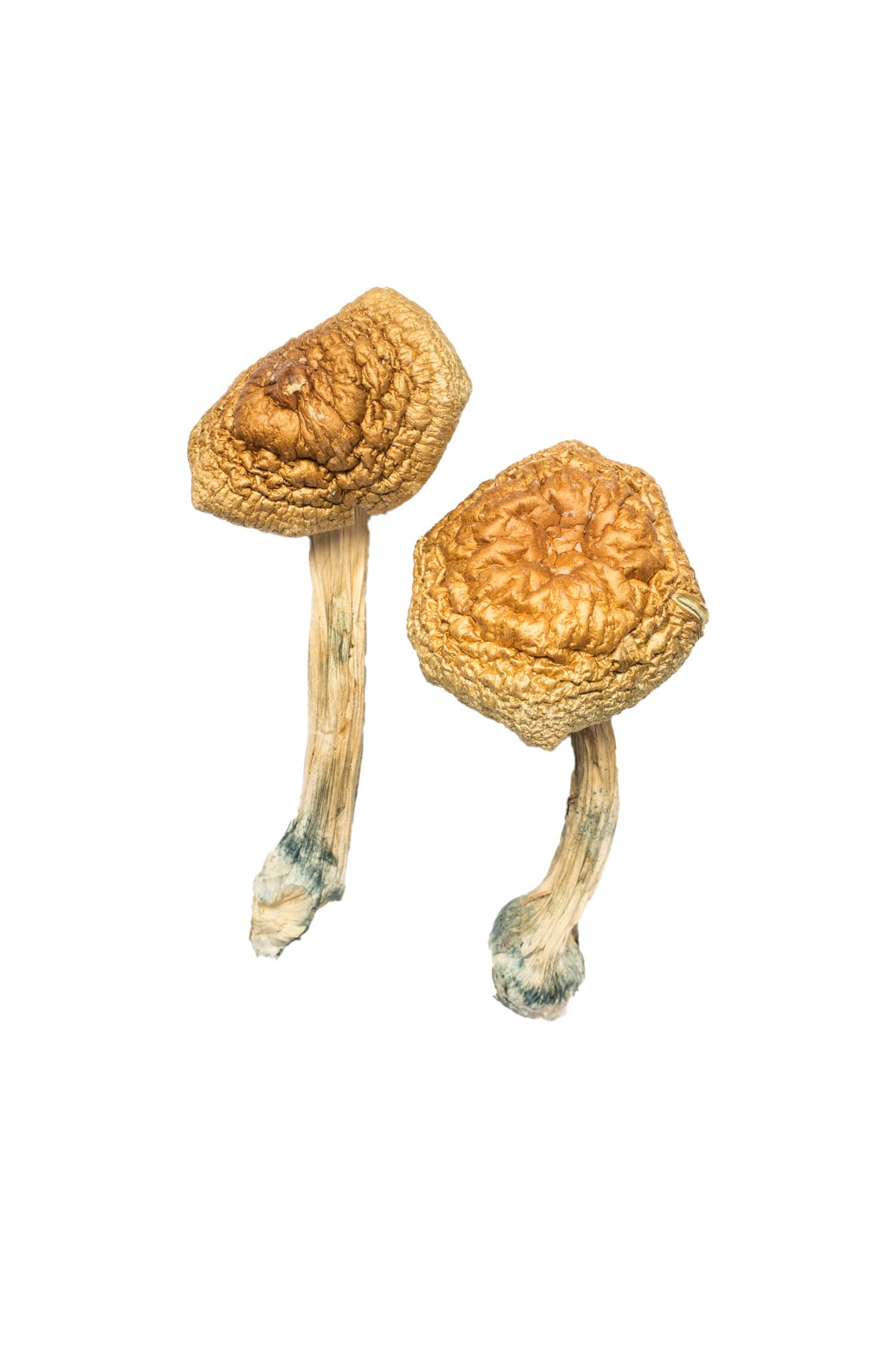 golden-mammoth-magic-mushrooms.jpg