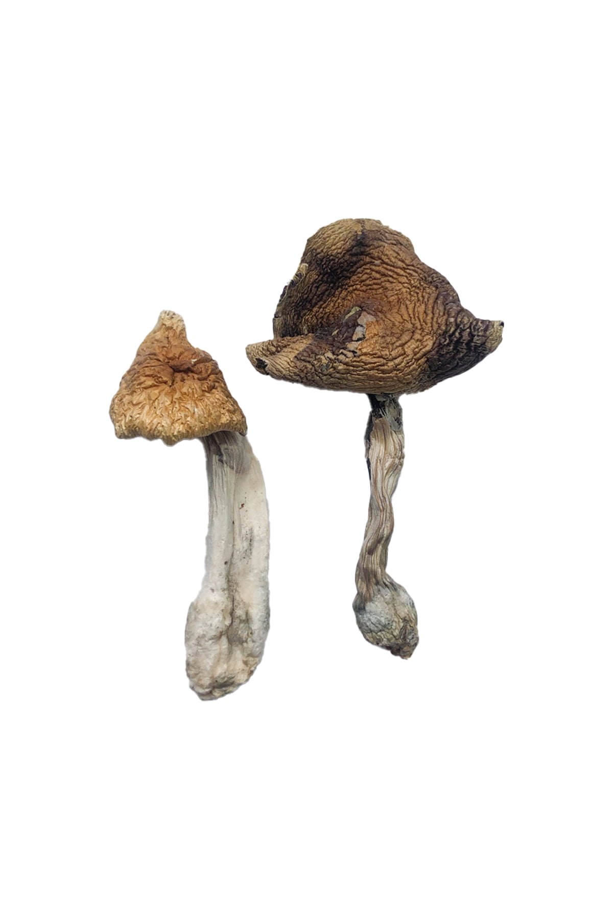 hawaiian-magic-mushrooms.jpg