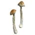 Hillbilly Magic Mushrooms