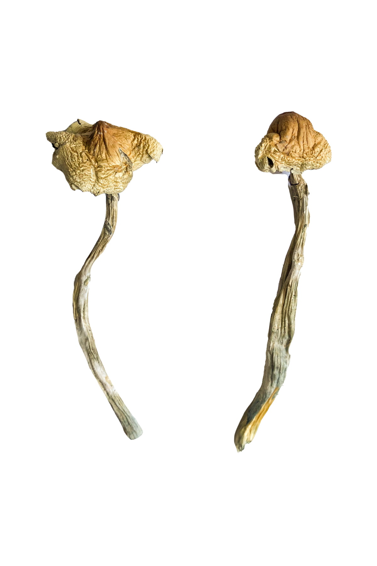 huautla-magic-mushrooms.jpg