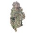 Key Lime Jack