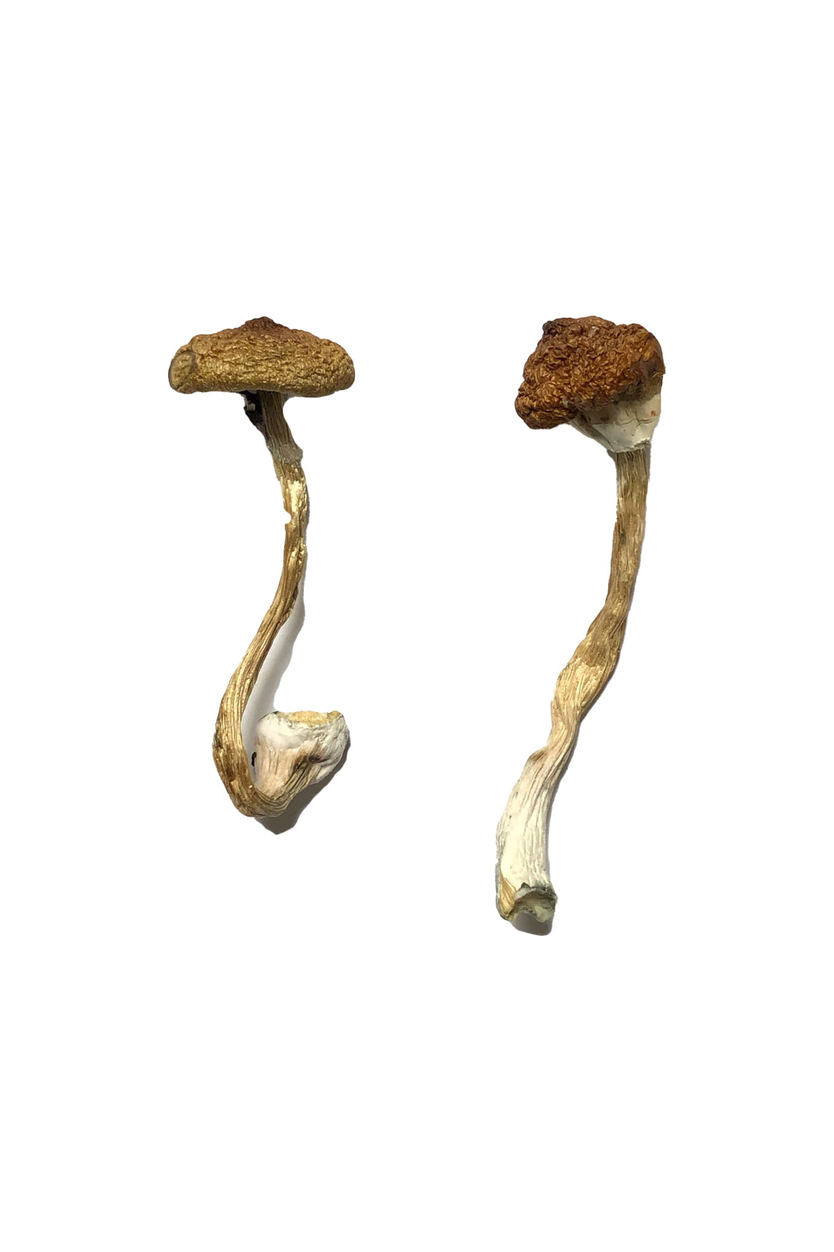 koh-samui-super-strain-magic-mushrooms.jpg