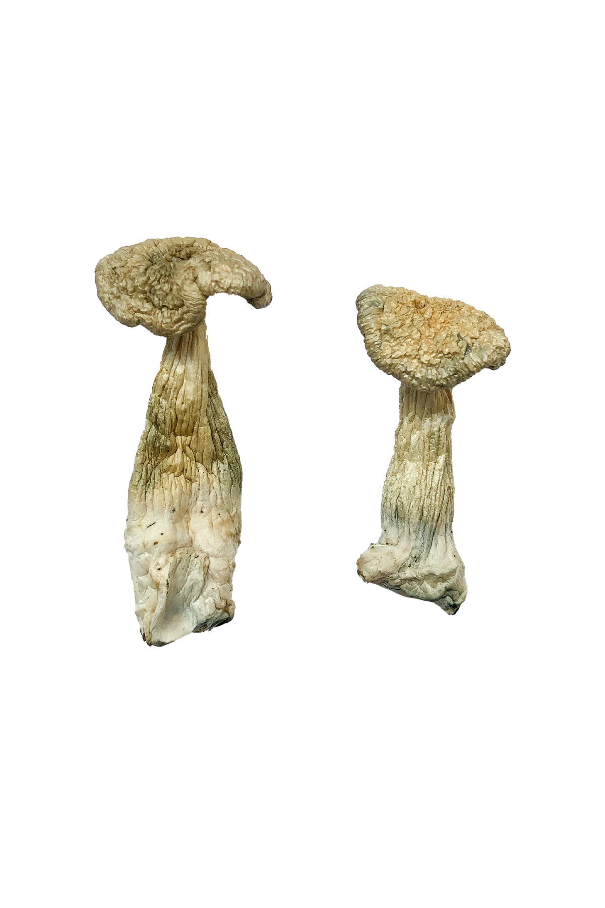 leucistic-burma-magic-mushrooms.jpg