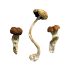 Malaysian Magic Mushrooms