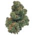 OG Kush