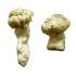 Shakti (Albino Malabar) Magic Mushrooms
